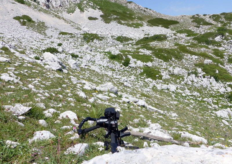 er Terminillo: la Nigritella widderi e altre orchidee sulla montagna di Roma.